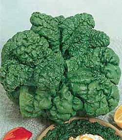 Spinach America 250 seeds