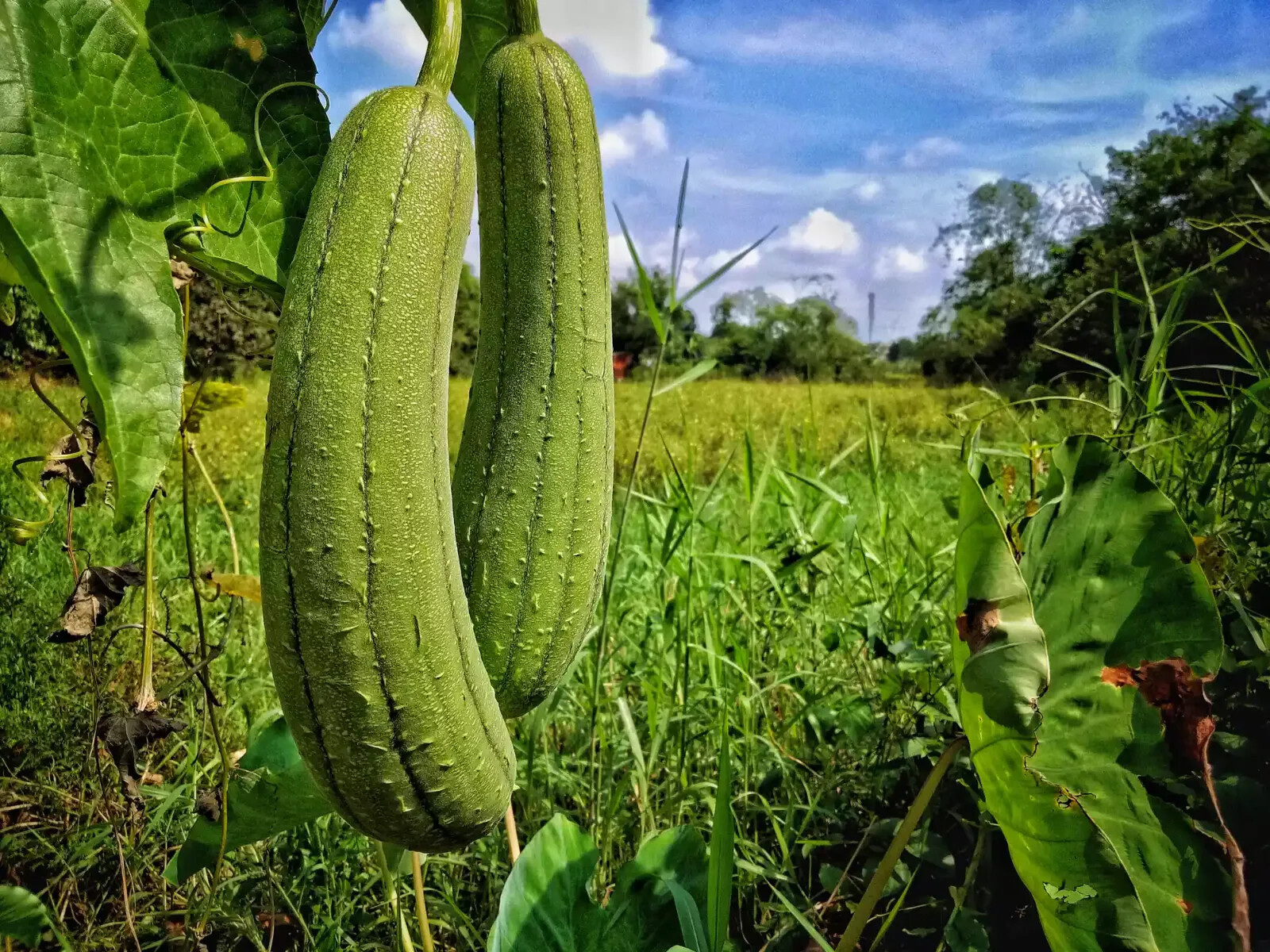 Luffa Gourd Sponge Seeds | Non-GMO | Heirloom | 25+ Fresh Garden Seeds from USA