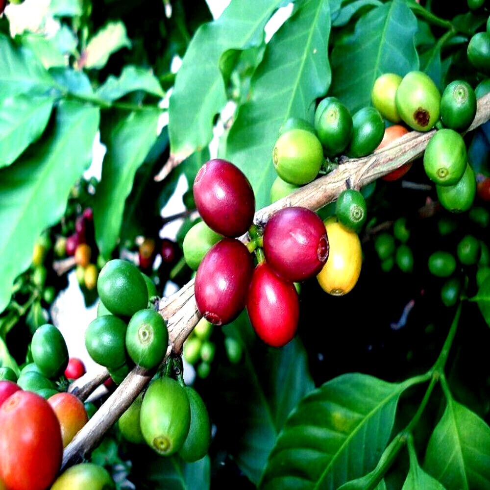 10 Coffea arabica Seeds Tropical EXOTIC Coffee Bean Indoor House Plant Tree RARE