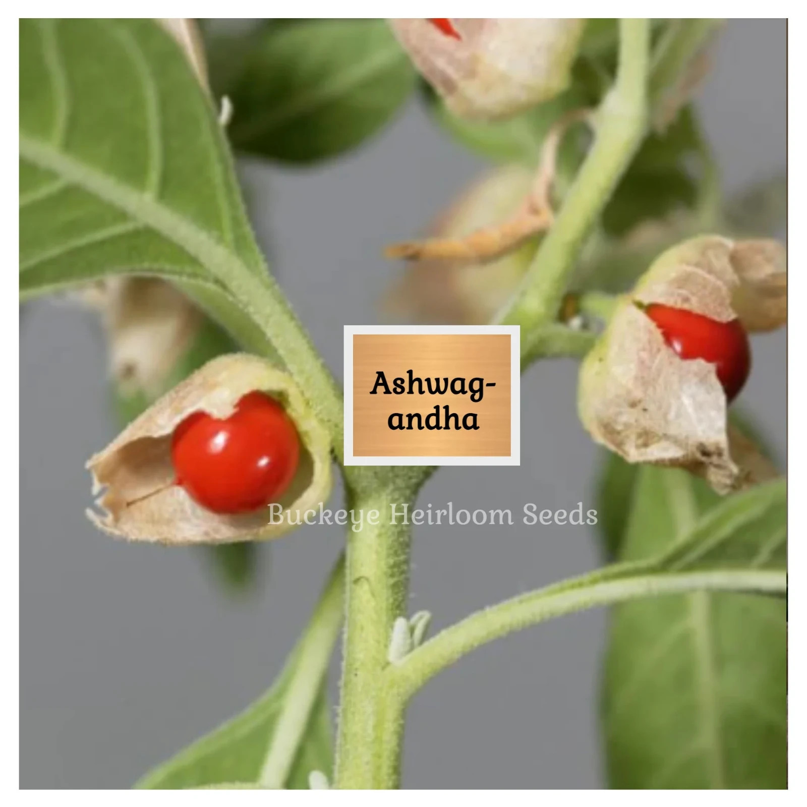 Ashwagandha | 200 Seeds | Withania somnifera | Ayurvedic Herb
