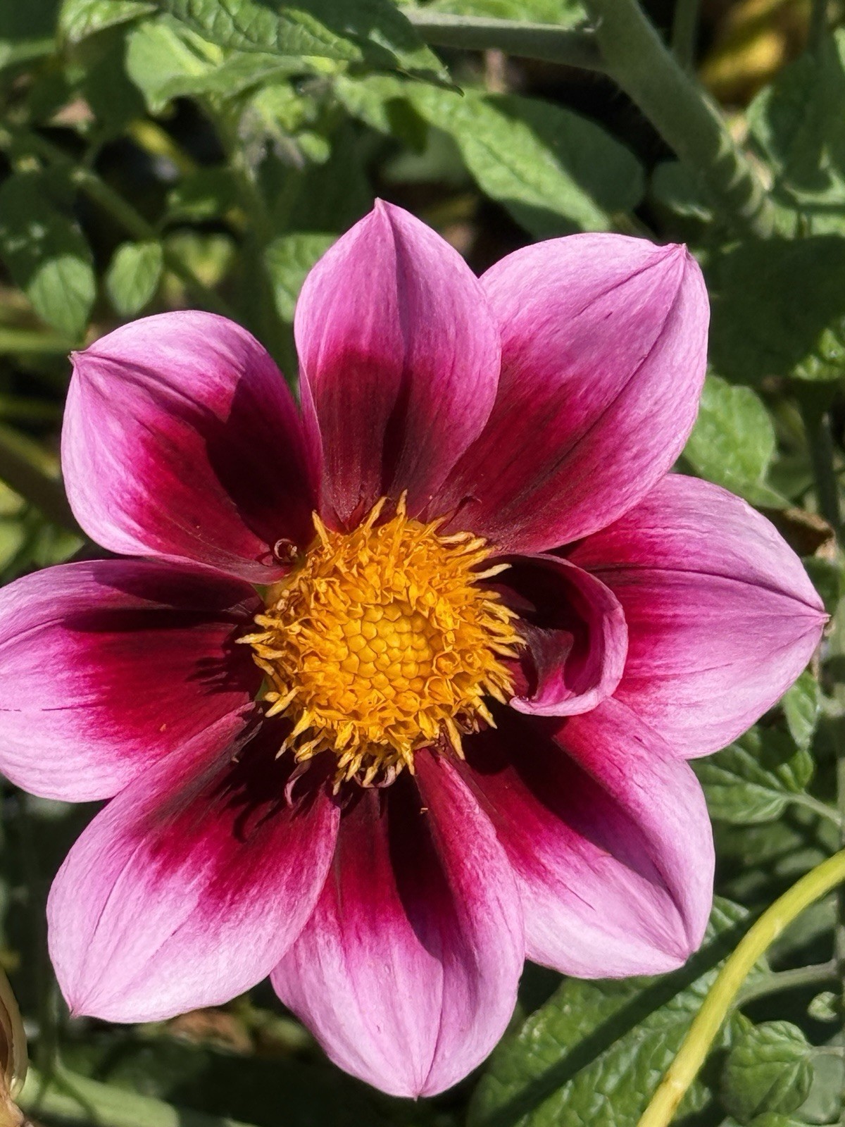 75+ DAHLIA SEEDS Open Pollinated XLNT Germination **Shipping US ONLY**