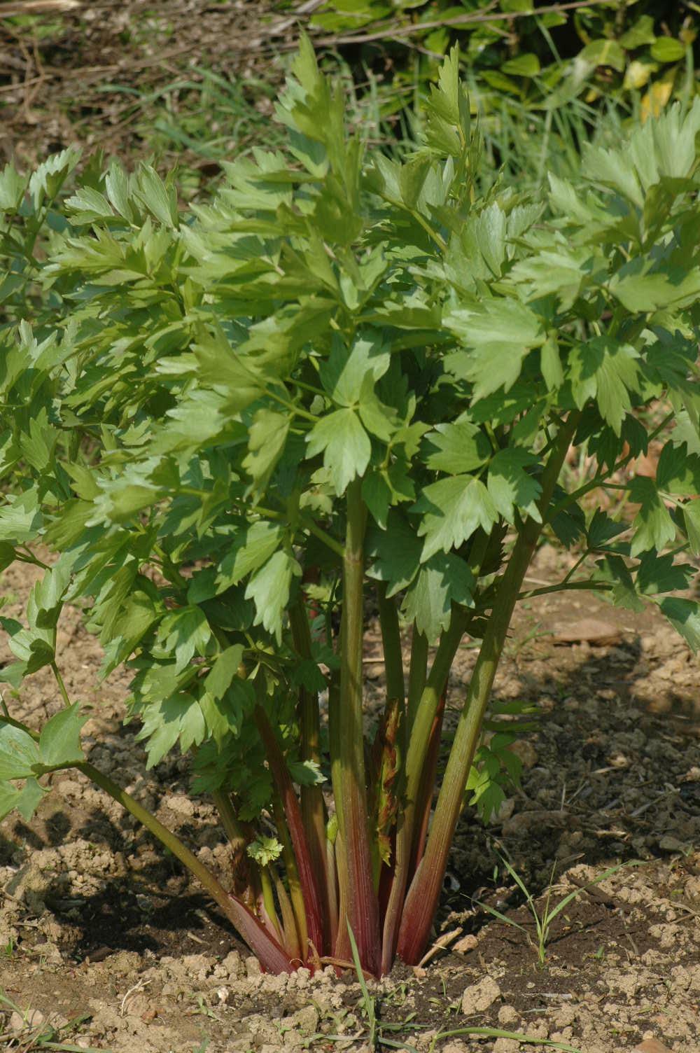 500 Lovage Seeds ~ Levisticum officinale ~ Non-GMO Heirloom Lovage