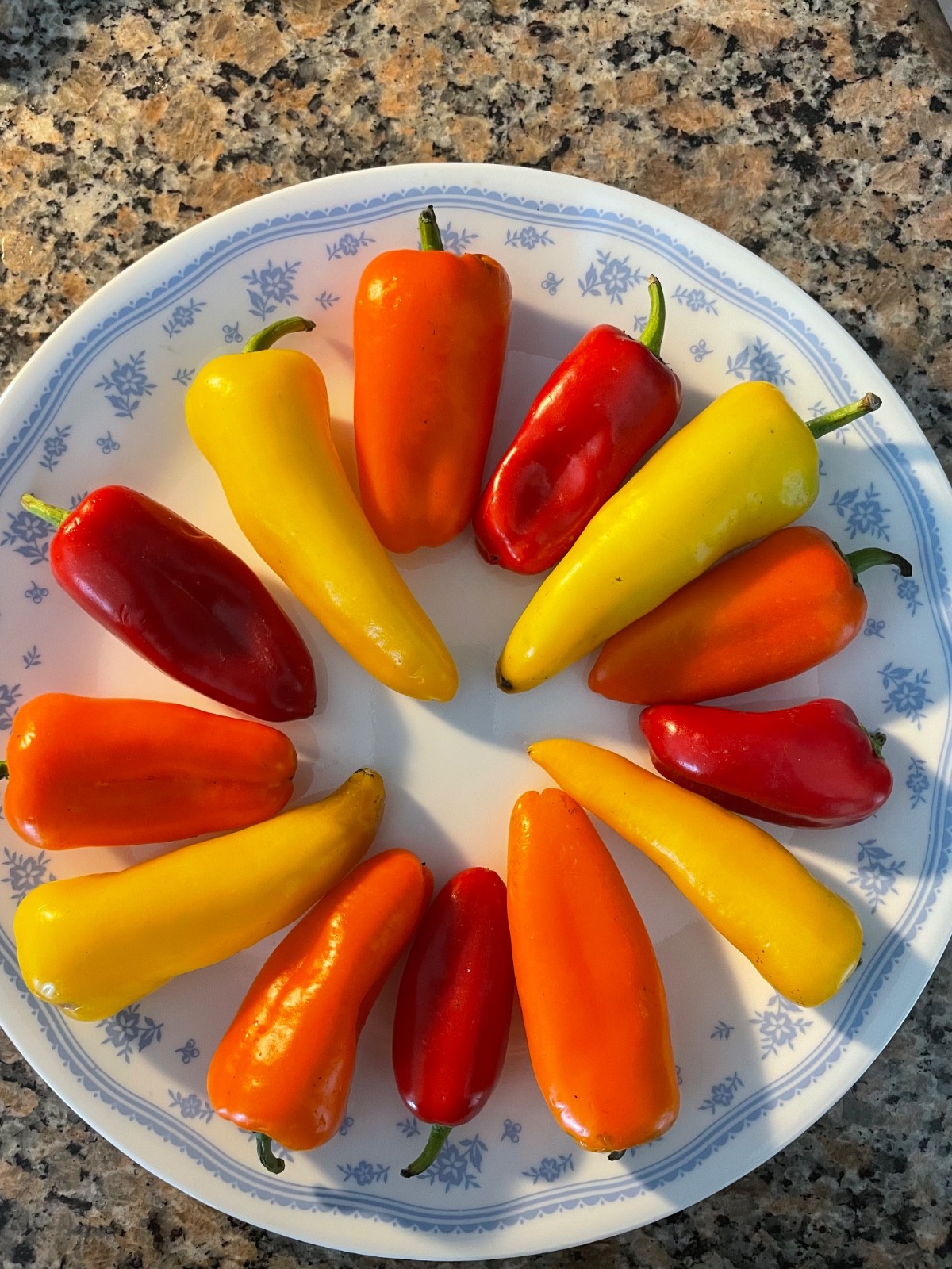 50++ Lunchbox Sweet Snacking Pepper seeds :Red Orange Yellow Organic Non-GMO