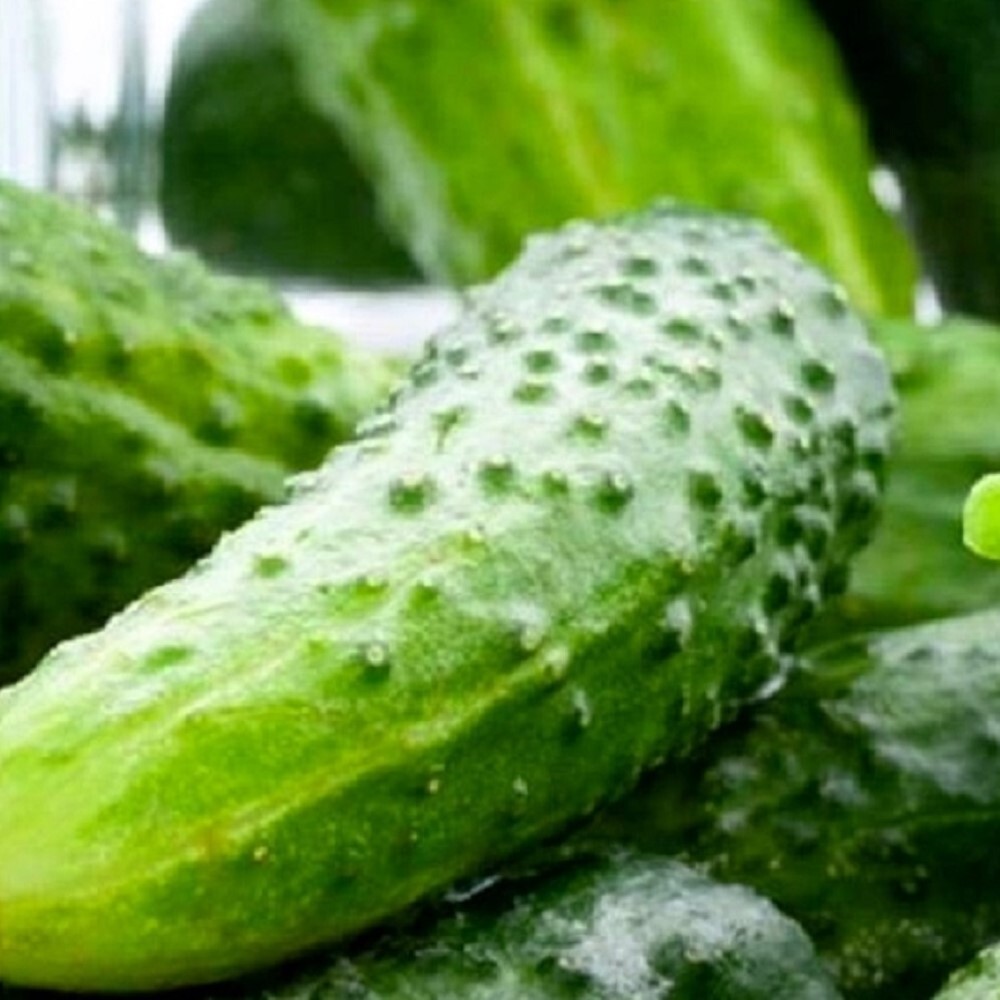 Boston Pickling Cucumber Seeds | NON-GMO | Heirloom | Fresh Garden Seeds