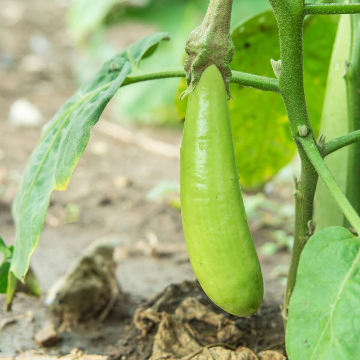 🌱 Heirloom Thai Long Green Eggplant Seeds 15+
