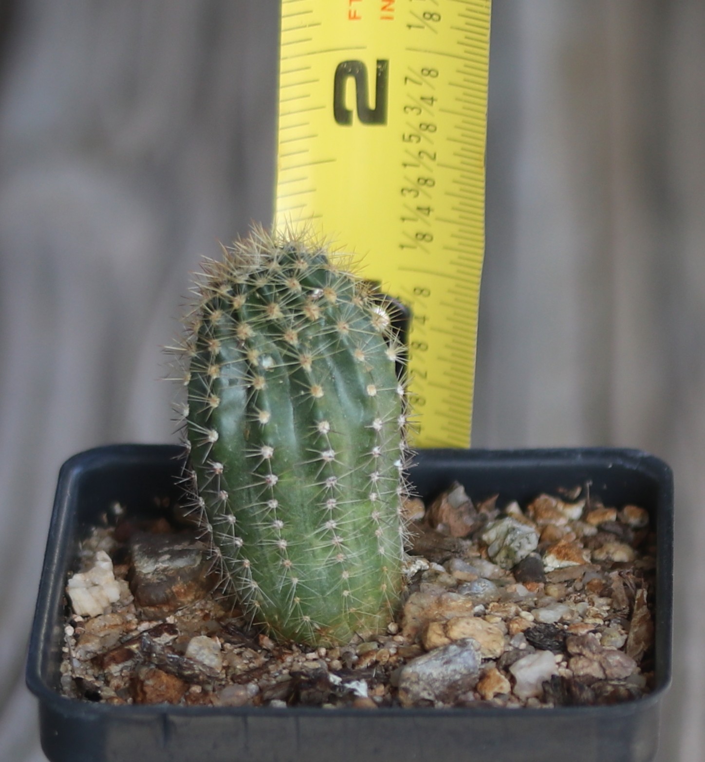 Echinopsis ‘Tabasco’