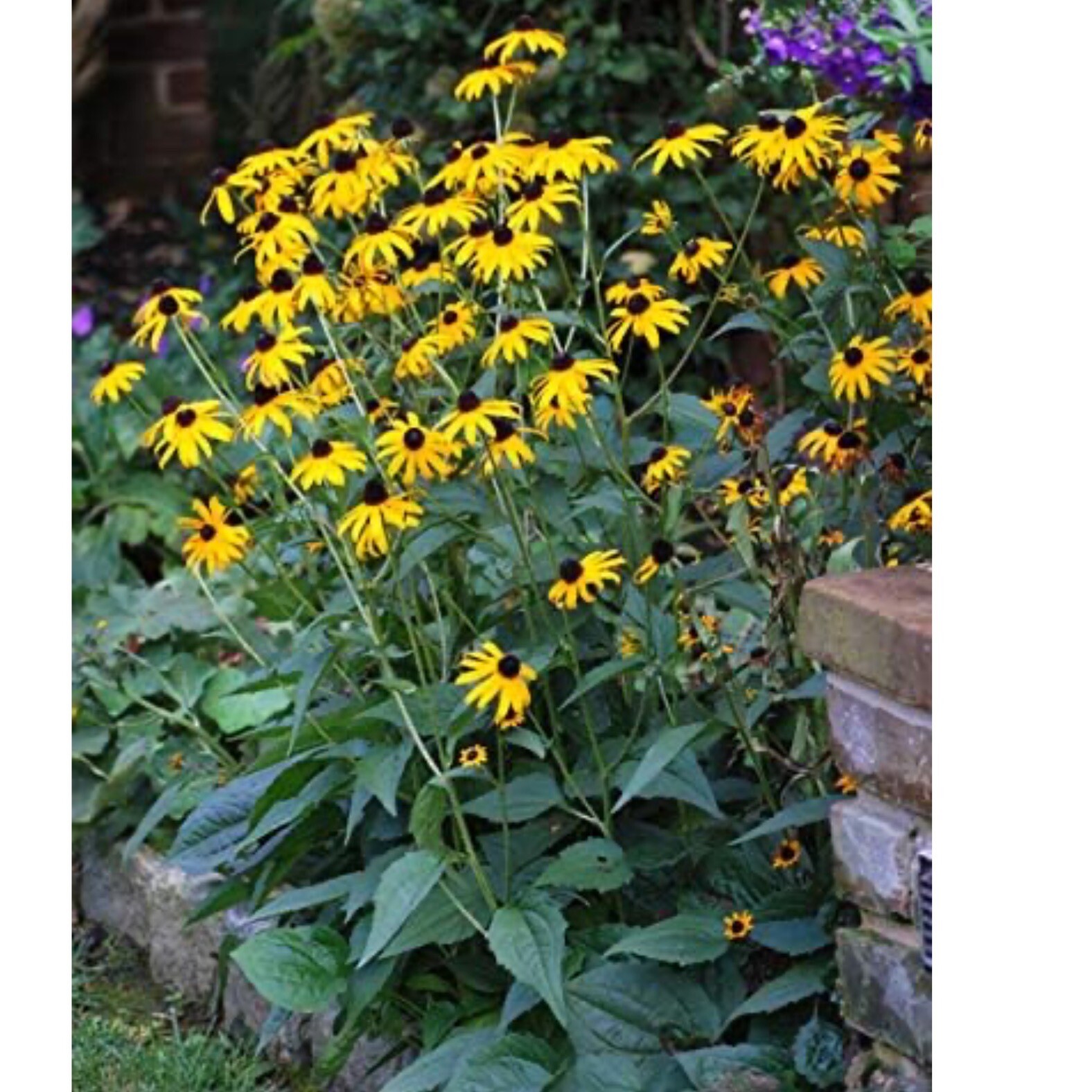 Black Eyed Susan, 200+ flower seeds. Non-GMO. Free Shipping.