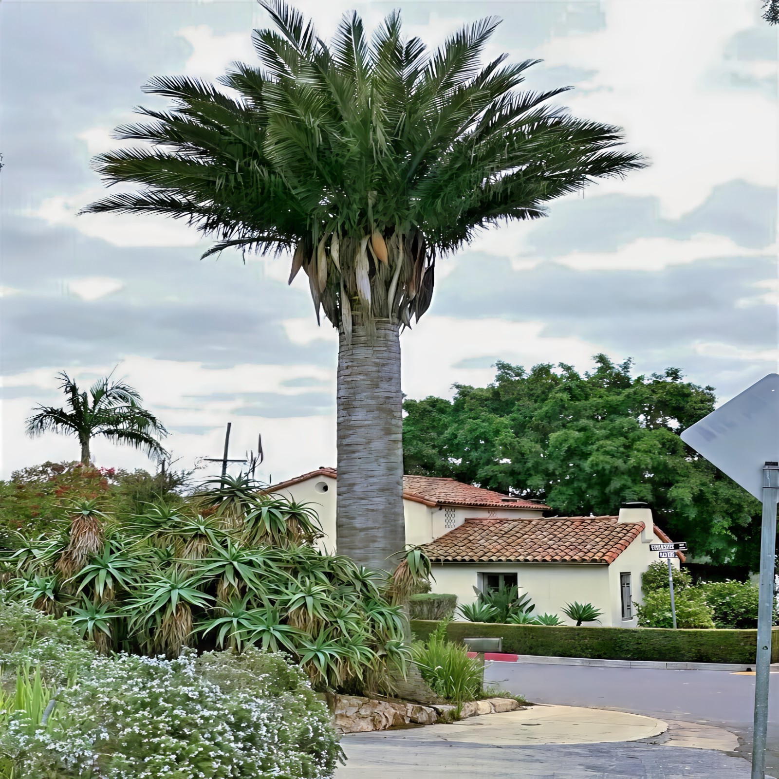 Chilean Wine Palm Tree Seeds (Jubaea chilensis) Largest Palm in World, Hardy-8