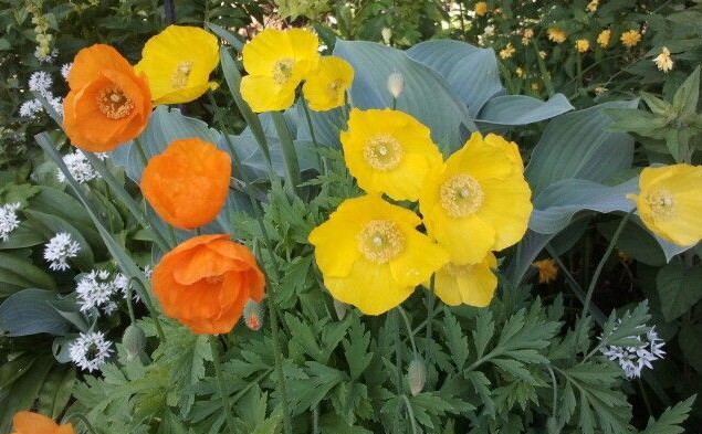 WELSH POPPY, 154+ SEEDS, ORANGE OR YELLOW FLOWERS BLOOMING IN SHADE, USA SELLER