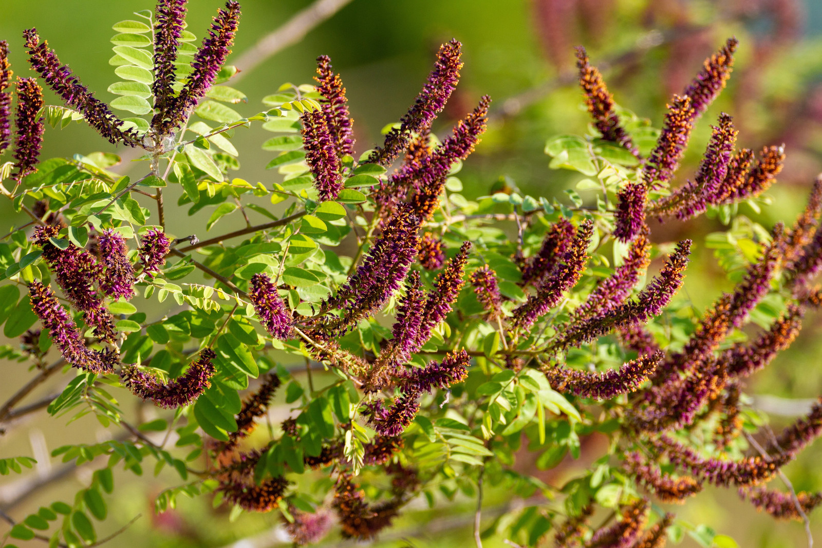 50 FRAGRANT FALSE INDIGO (Dwarf Wild Indigo) Amorpha Nana Flower Seeds