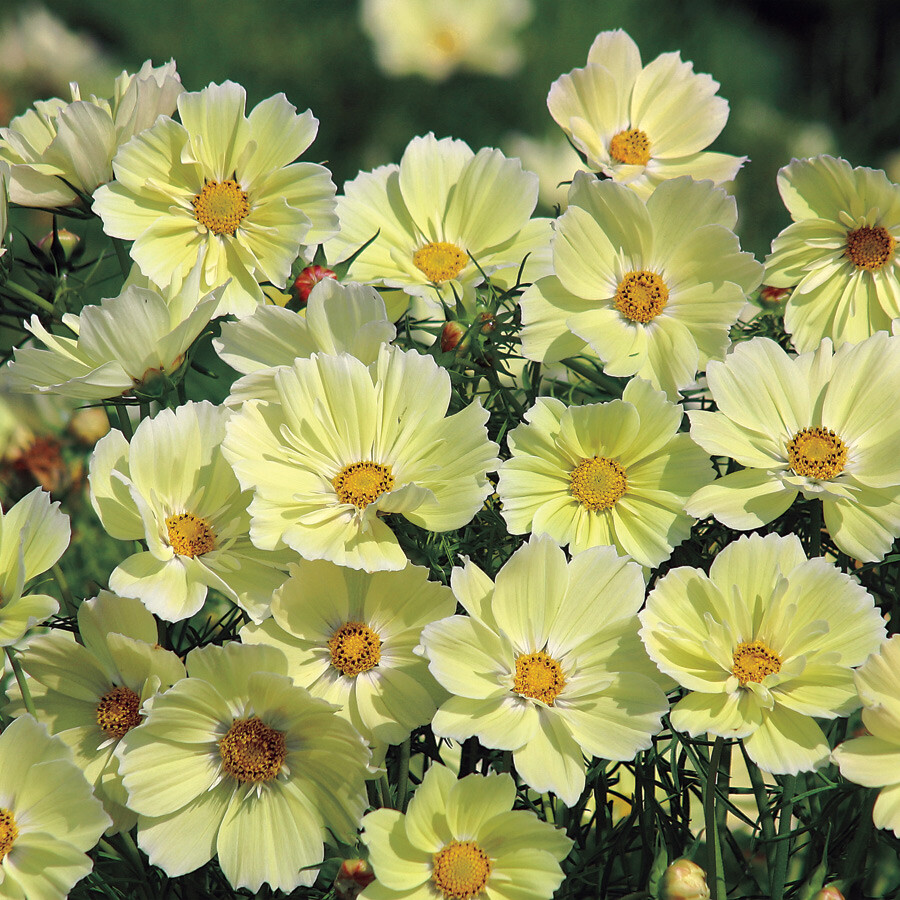 Cosmos SUNSET YELLOW Great Cut Flowers & Containers Non-GMO 100 Seeds