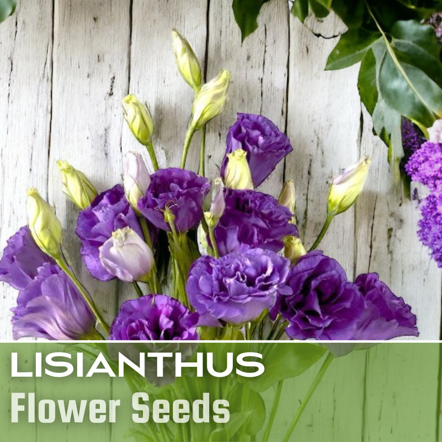 Lisianthus Seeds – 100 Seeds Garden Bloom Flower Seed Flowers Non Gmo Heirloom