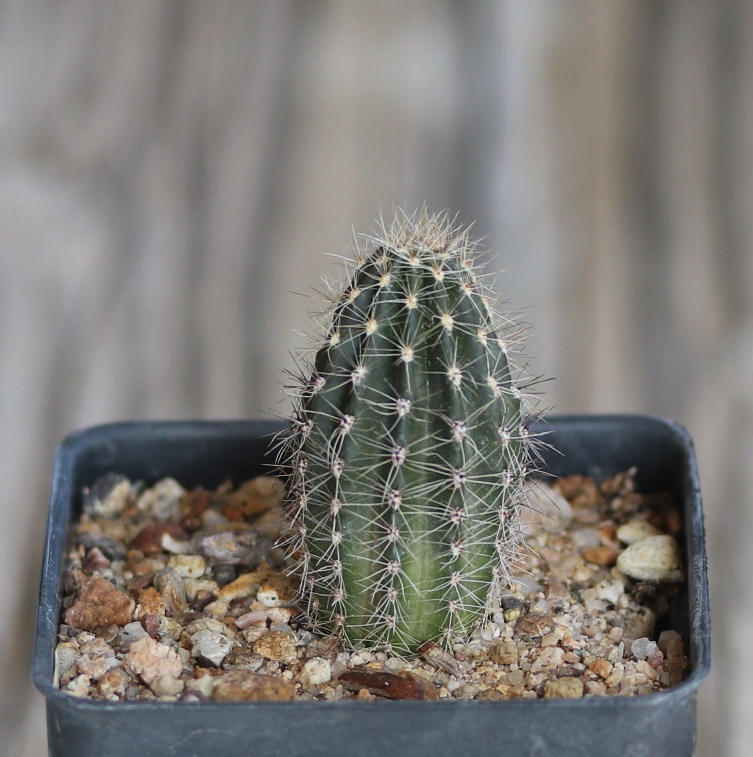 Echinopsis hybrid ‘Mike’
