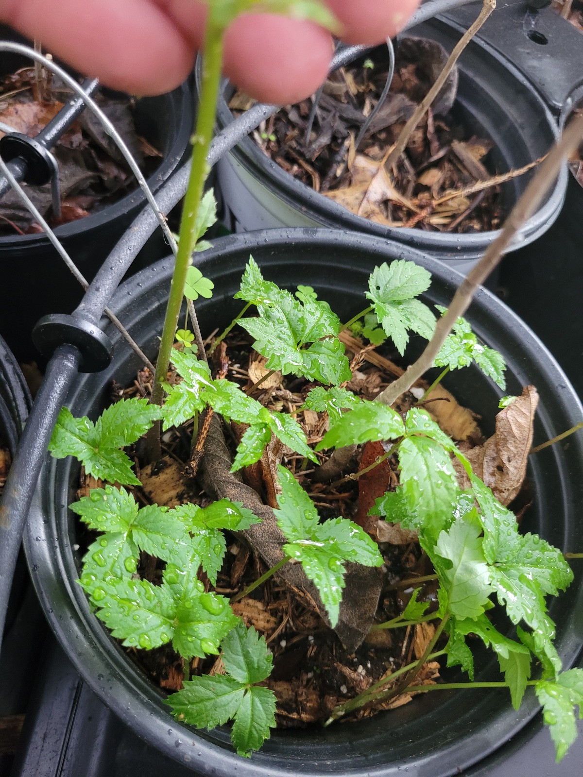 50 Wild American Ginseng Seeds for Planting – Panax quinquefolius