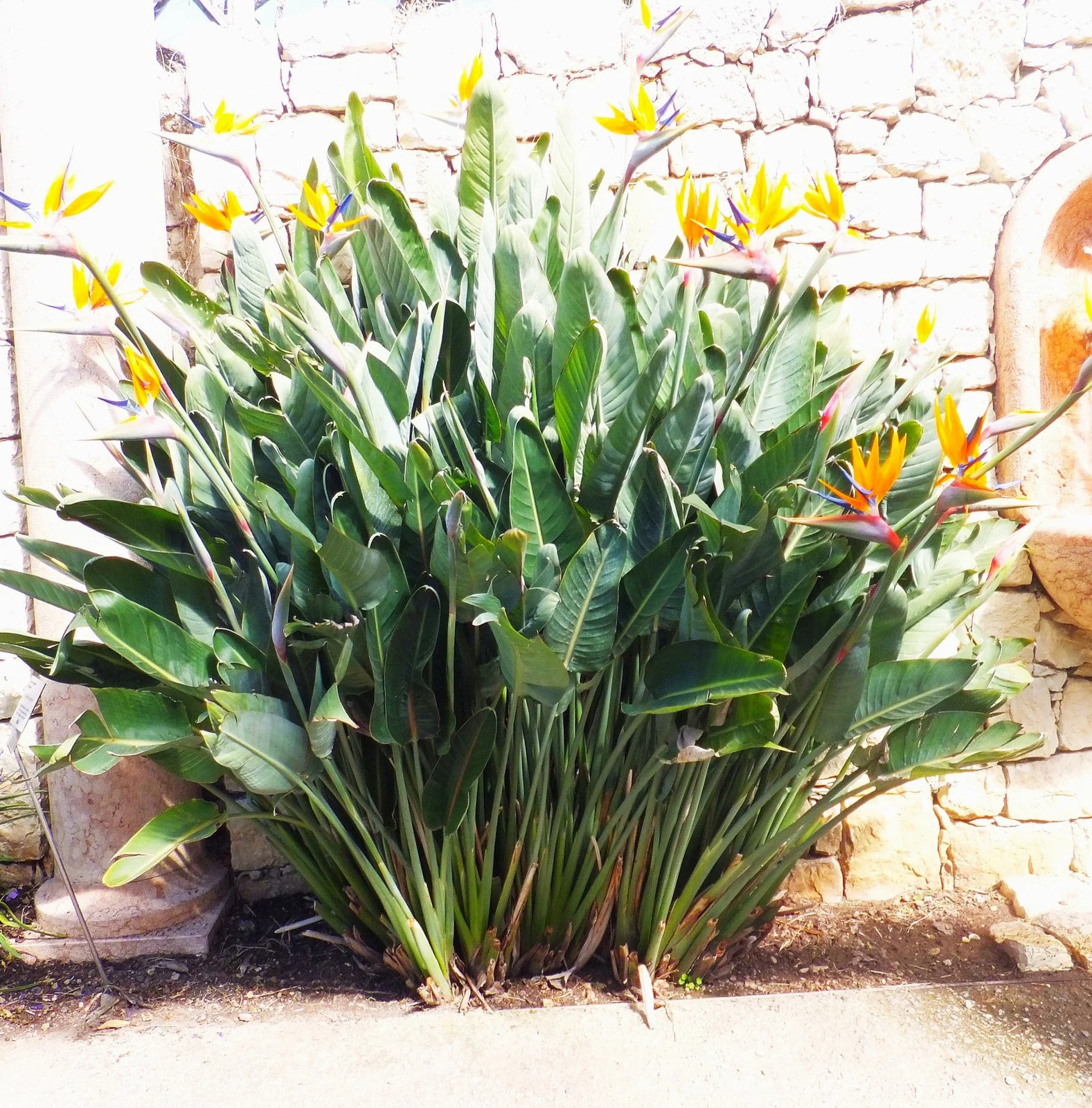 Birds of Paradise Seeds – For 2025 Planting Strelitzia Reginae Orange Blue