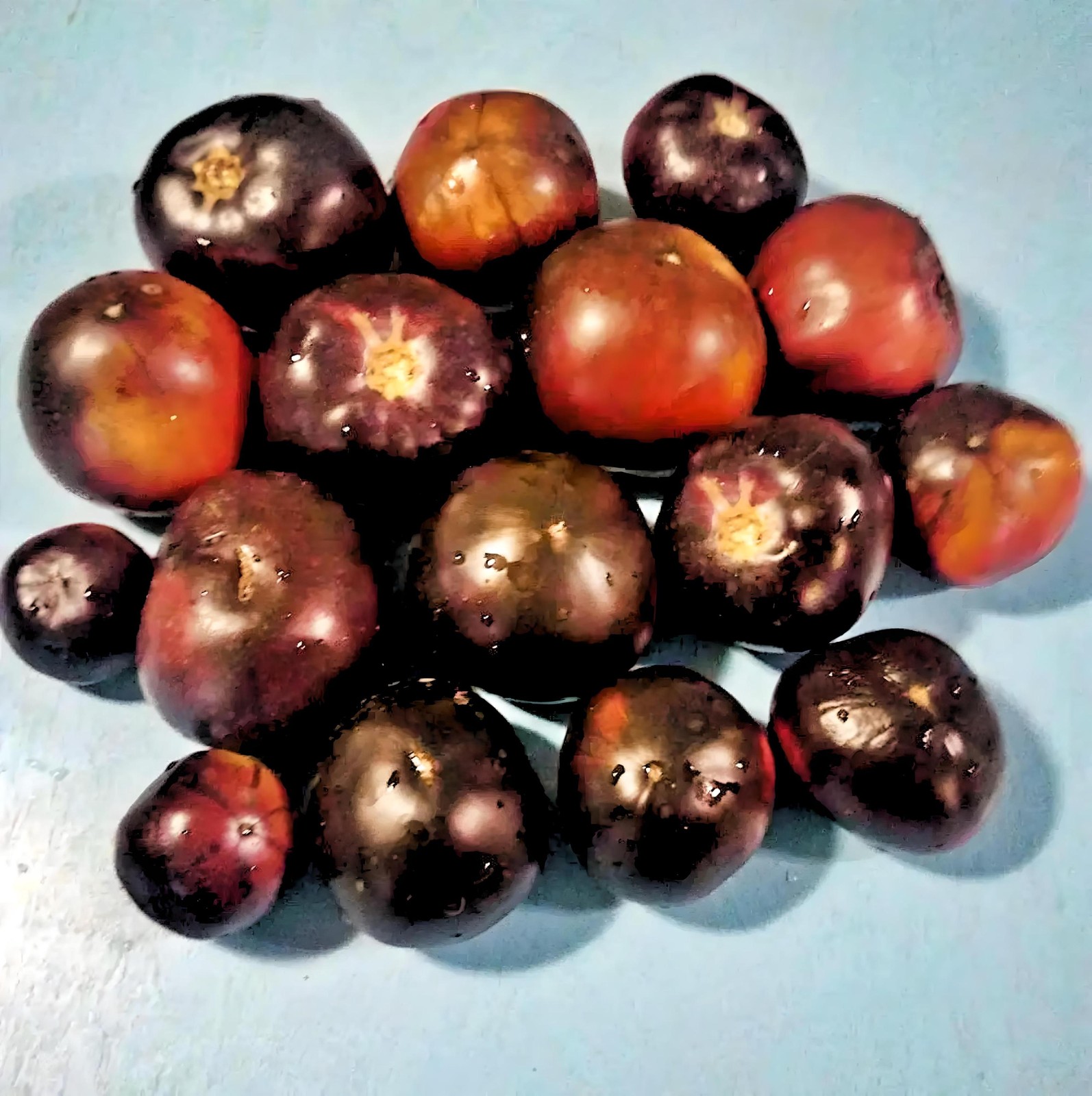 Black Beauty, Tomato