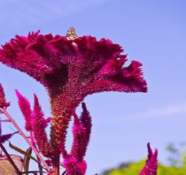 Celosia Cristata Cockscomb Crested Vivid Fuchsia Purple Flower 55 Fresh Seeds