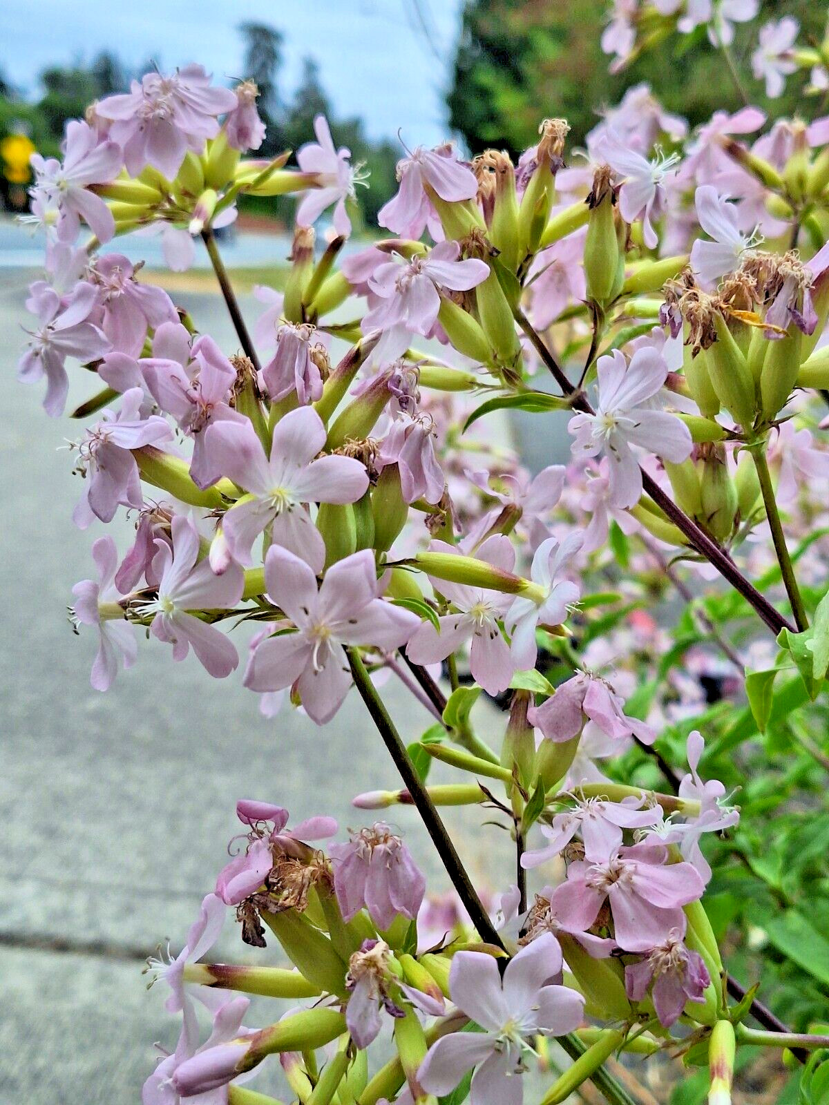 BLUSH PINK MALTICE CROSS 100 SEEDS. RARE COLOR, LYCHNIS CHALCEDONICA