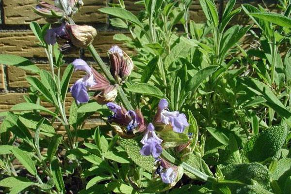 Salvia officinalis | Common or Garden Sage | 5 Seeds