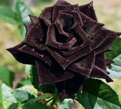 Black Magic Rose Seeds ~ Bacarra Rose ~ Almost Black Flowers ~ Exotic ~ Home ~