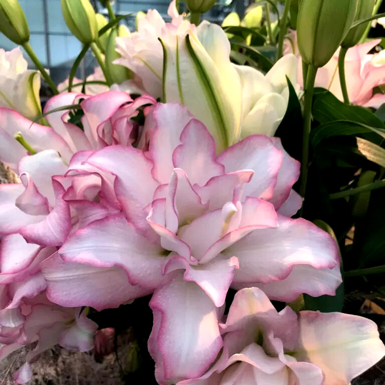 Lily Flower Bulbs 2 Roselily Anouska Double Flowers Rose Lilys Butterfly Garden