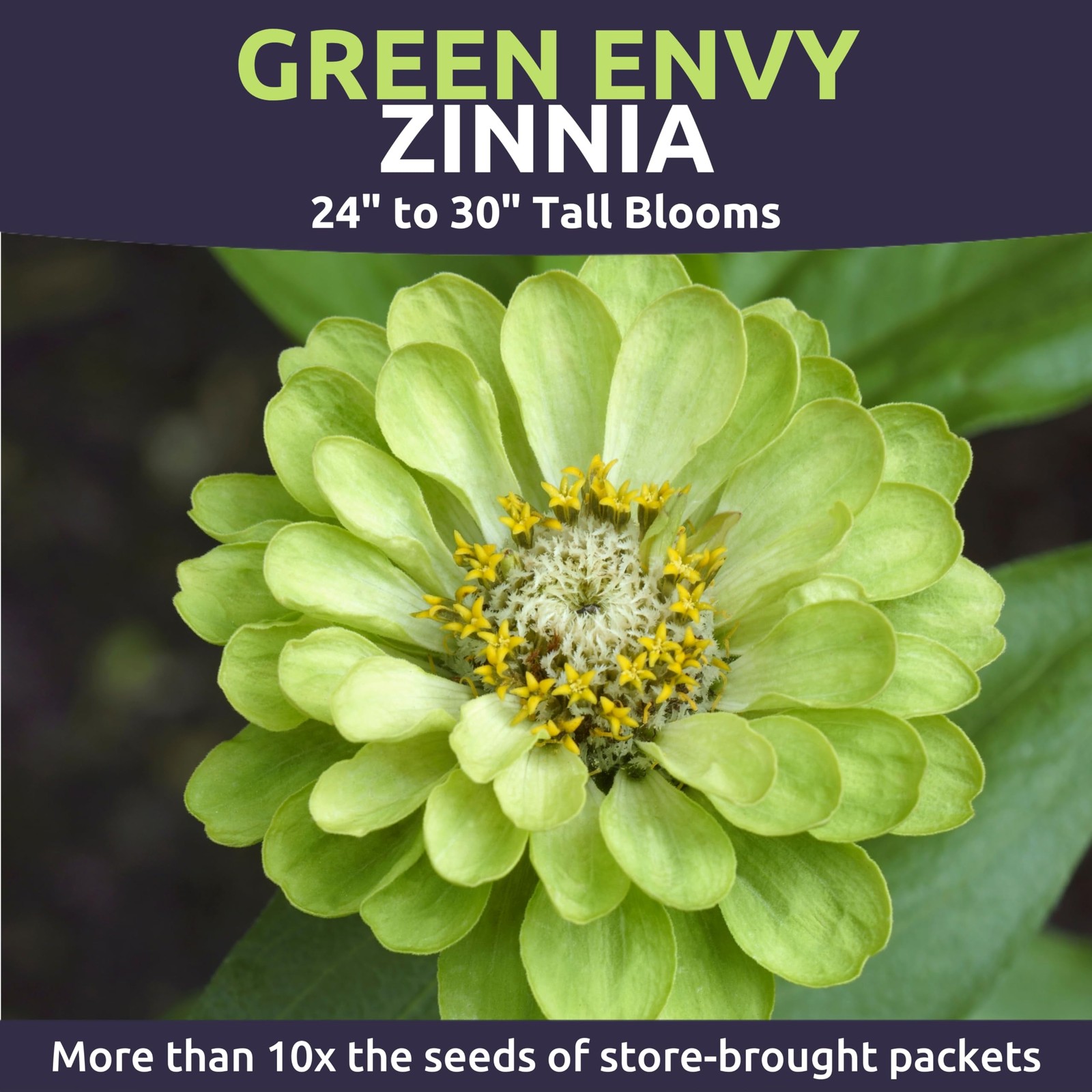 Zinnia Green Envy Large 1 Ounce Packet 4,000 Flower Seeds For Planting