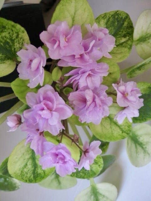 Rare Mixed African Violet Seeds ~ House Plants ~ Indoor Plants ~ Greenhouse