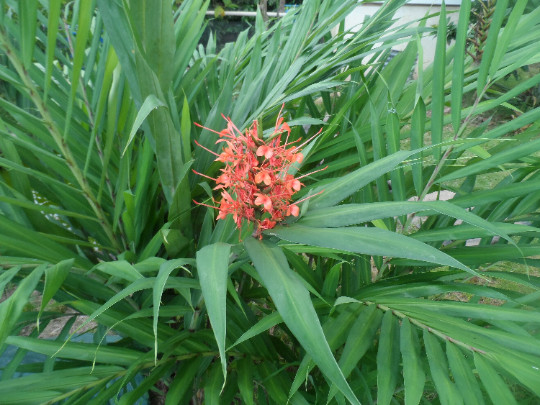 2x Pink Hedychium ginger rhizomes, Beautiful bright blooms, quick growing!