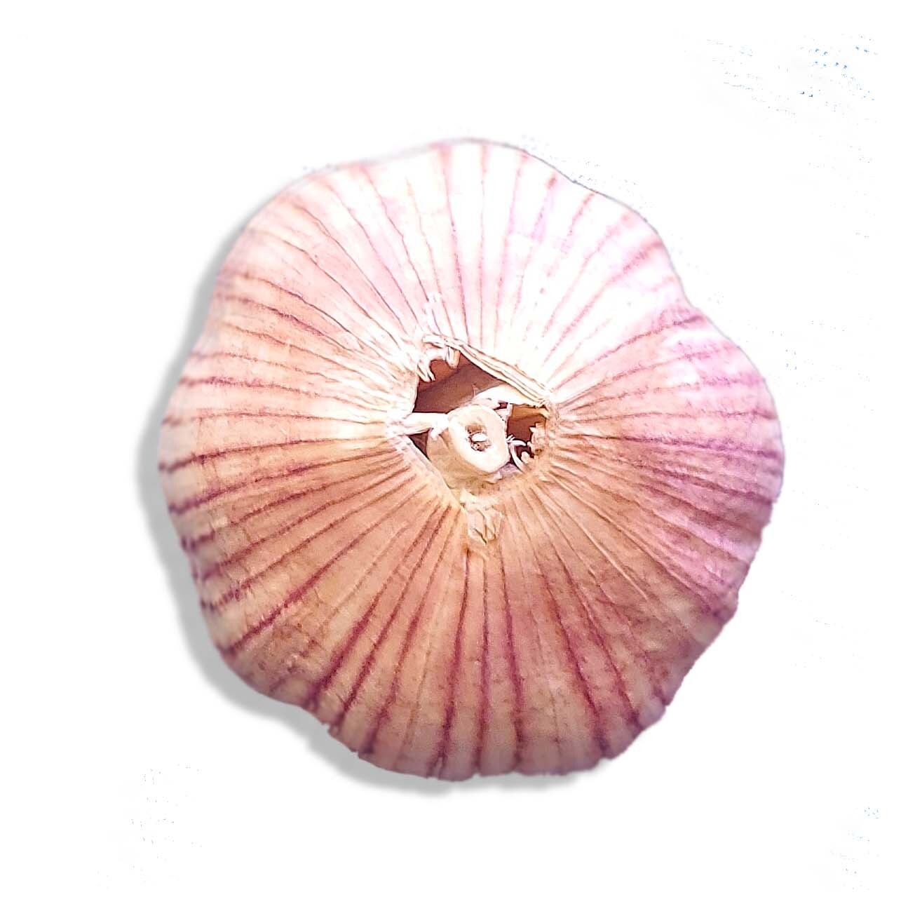 Fresh Organic Heirloom GARLIC Bulbs Purple Italian Plant or Eat 3 bulbs – 10 lbs