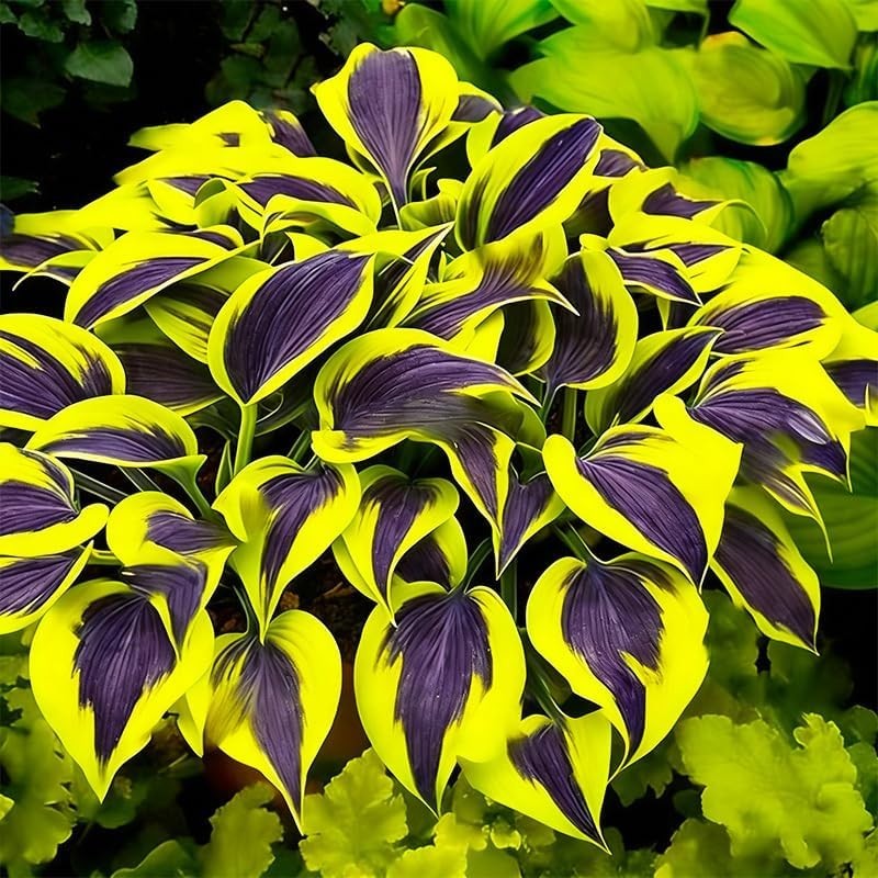 330 Hosta Seeds – Create Stunning Shade Gardens with Low Maintenance