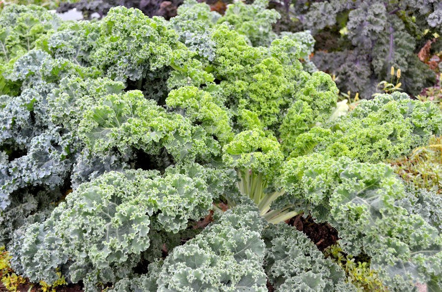 601+VATES Blue Curled Scotch KALE Seed Organic Spring Fall Garden Container Easy