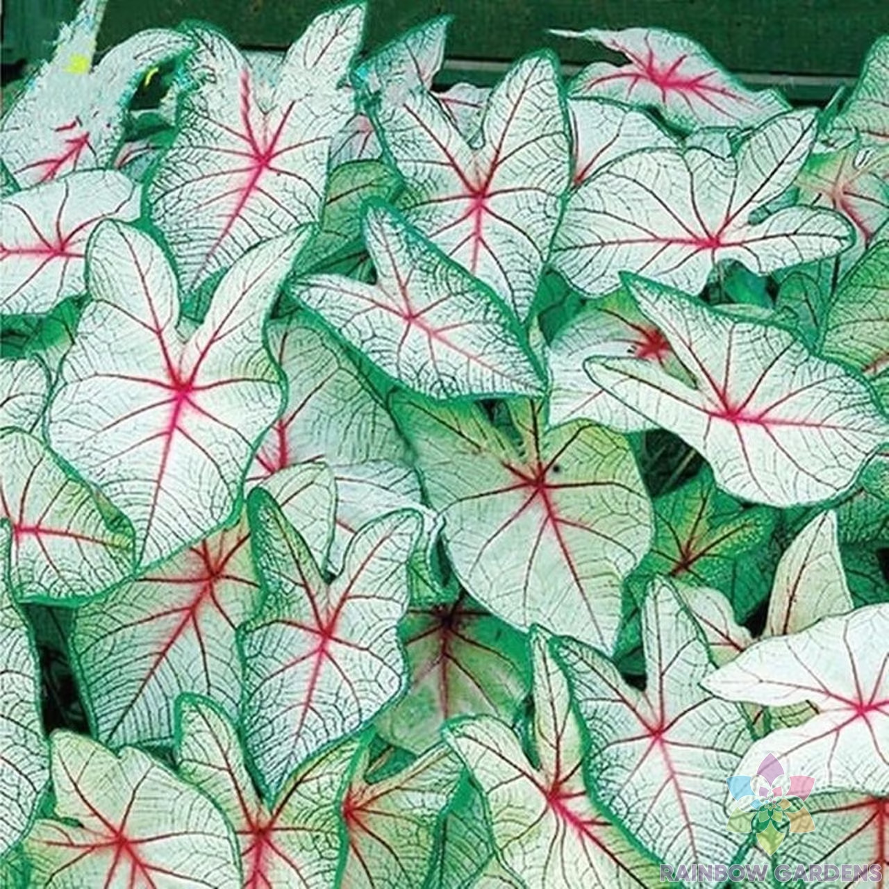 25+ Green White Red Coleus Seeds for Garden Planting – USA – FREE SHIPPING!
