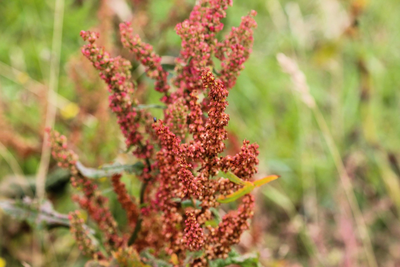 100 SHEEP SORREL Rumex Acetosella Red Field Sorrel Sour Weed Herb Flower Seeds