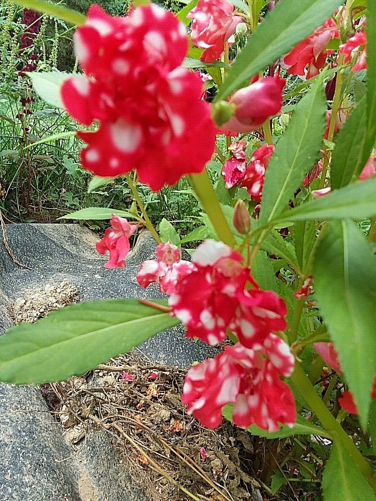 Peppermint Sticks Balsam -25 SEEDS- Beautiful Variegated Flowers Look Like Roses