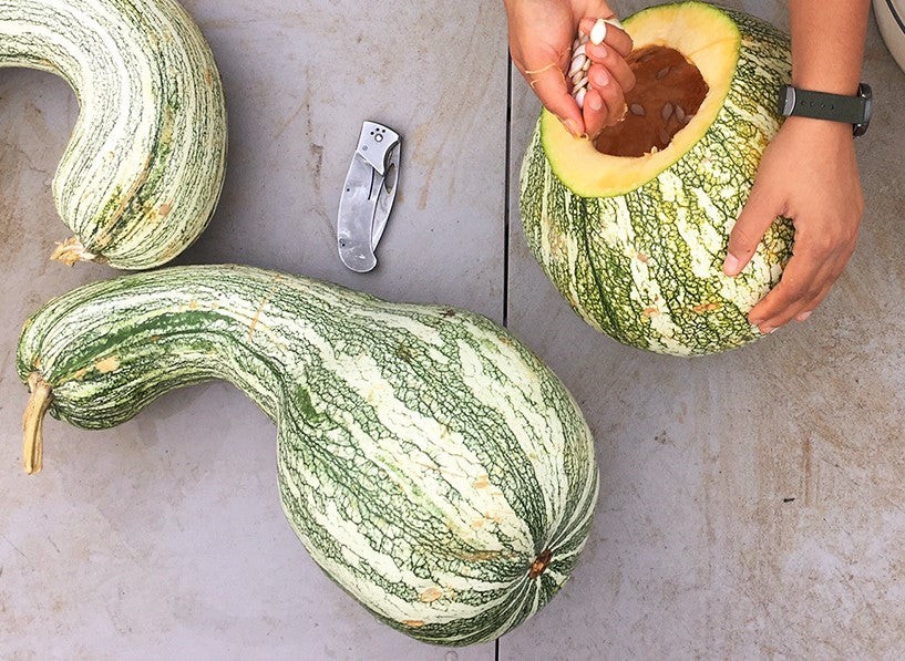 Green Striped Cushaw Seeds | Silver Pumpkin Winter Squash Vegetable Seed 2023