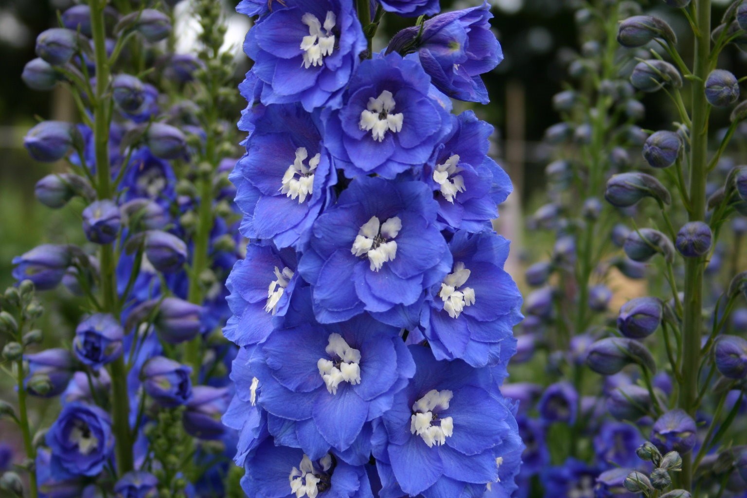 150 seeds DELPHINIUM KING ARTHUR Royal BLUE / PURPLE Tall perennial +gift