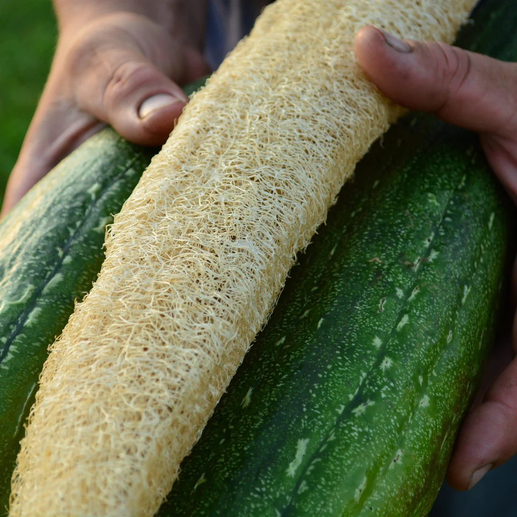 24 LUFFA GOURD SEEDS – LOOFAH SPONGE GOURD – DISHCLOTH GOURD – LARGE —– RARE