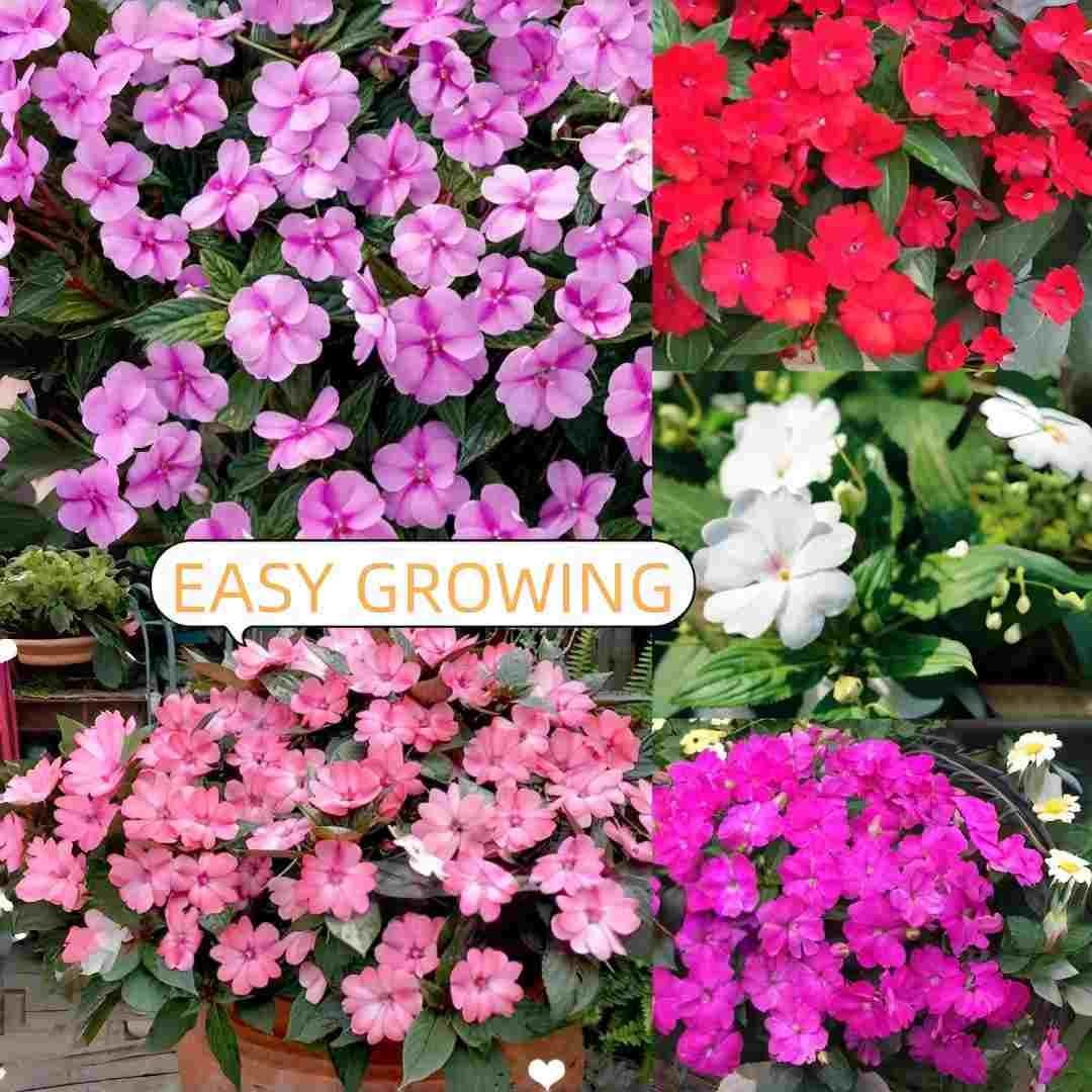 Mixed Color Impatiens Seeds – 400 Count Annual Flowers for Summer Gardens