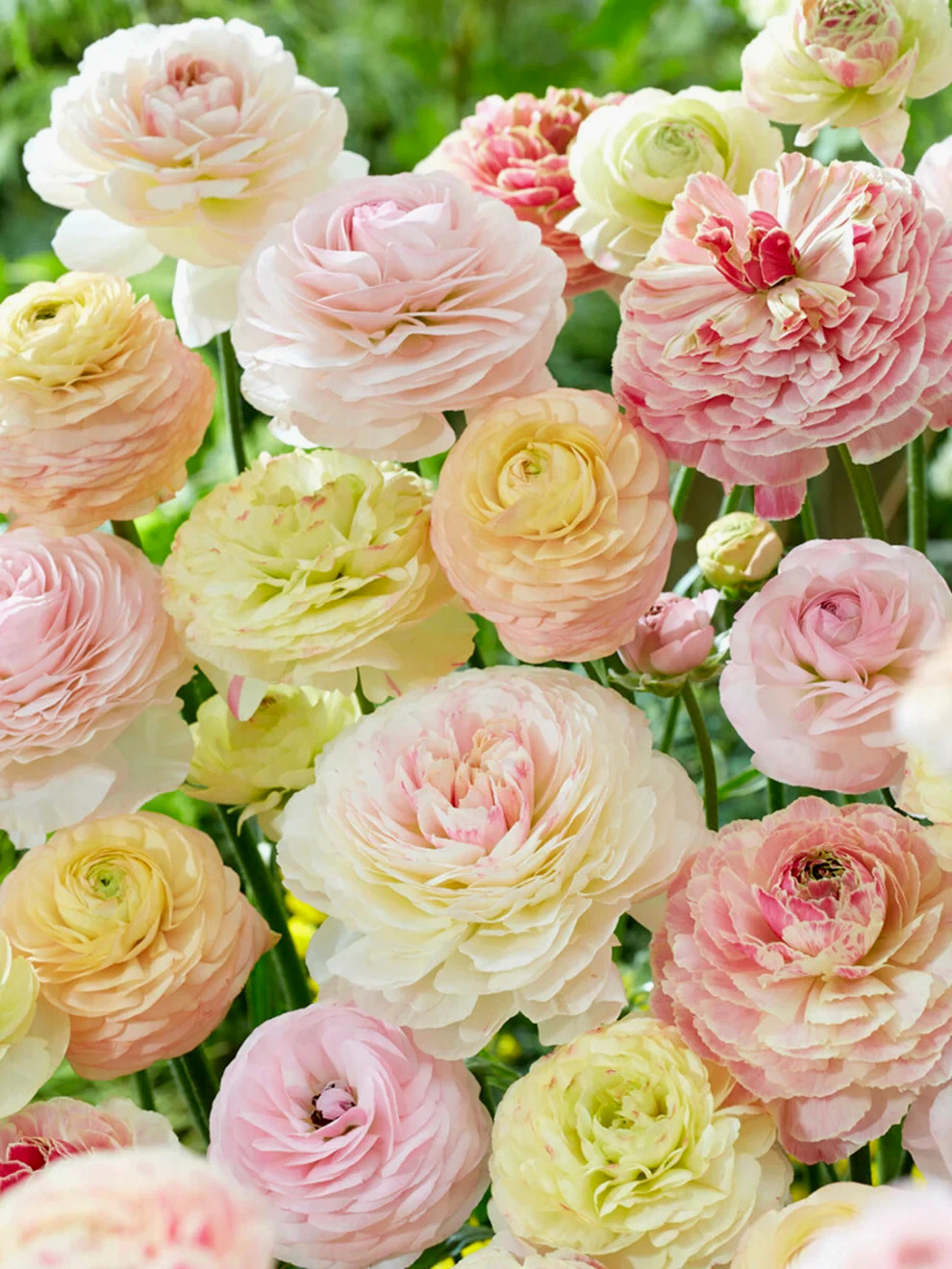 Ranunculus Flower Bulbs 25 Mix Colors Corms Peony Rose Buttercup Spring Flowers