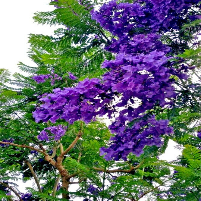 Jacaranda Fern Tree Seeds (Mimosifolia acutifolia) Tropical Blue Flowers Plant