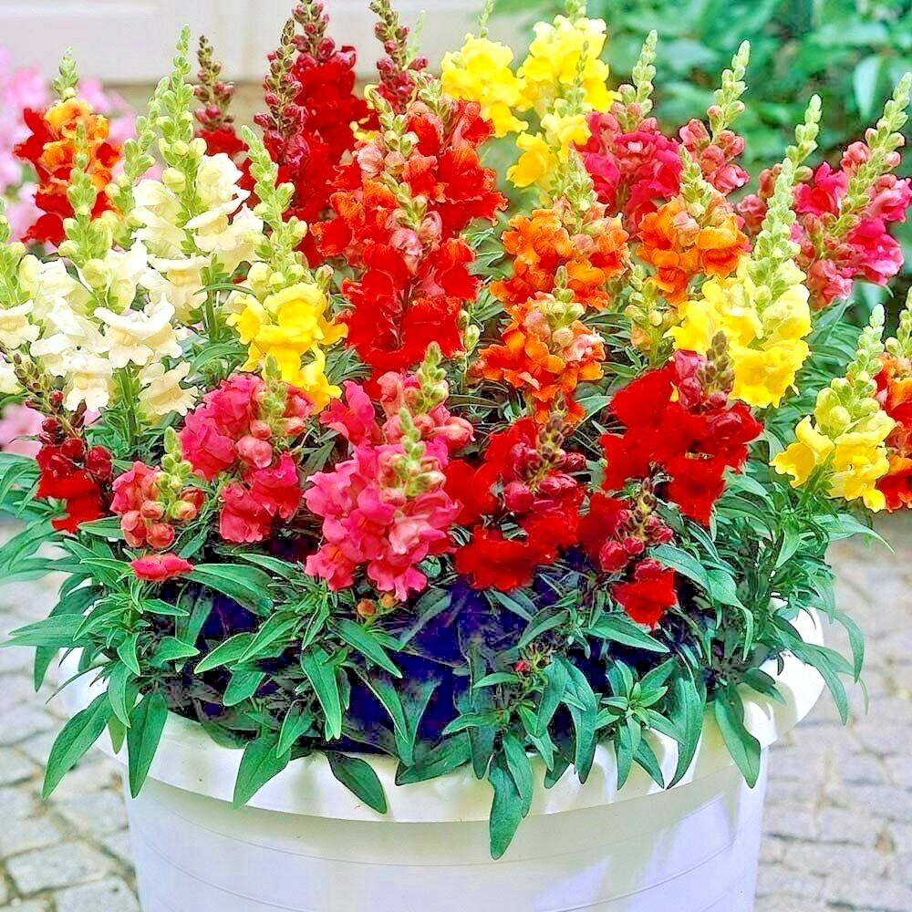 2001+SNAPDRAGON TETRA MIX Flower Seeds Spring Fall Garden Patio Container Easy