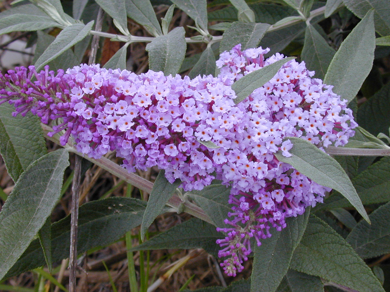 Butterfly Bush, Buddleia davidii, Shrub Seeds
