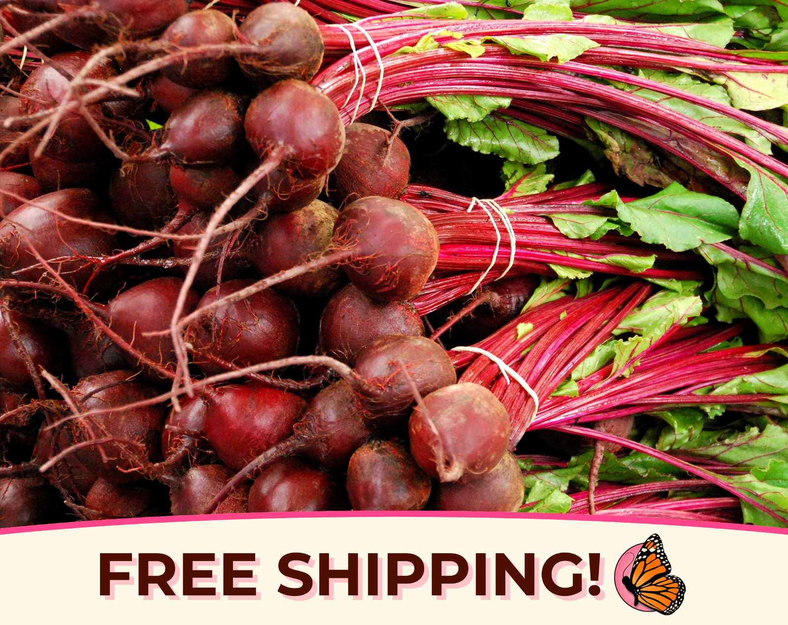 925+ Beet Seeds ‘Ruby Queen’ | Heirloom, Non-GMO, Vegetable Gardening Seed Pack