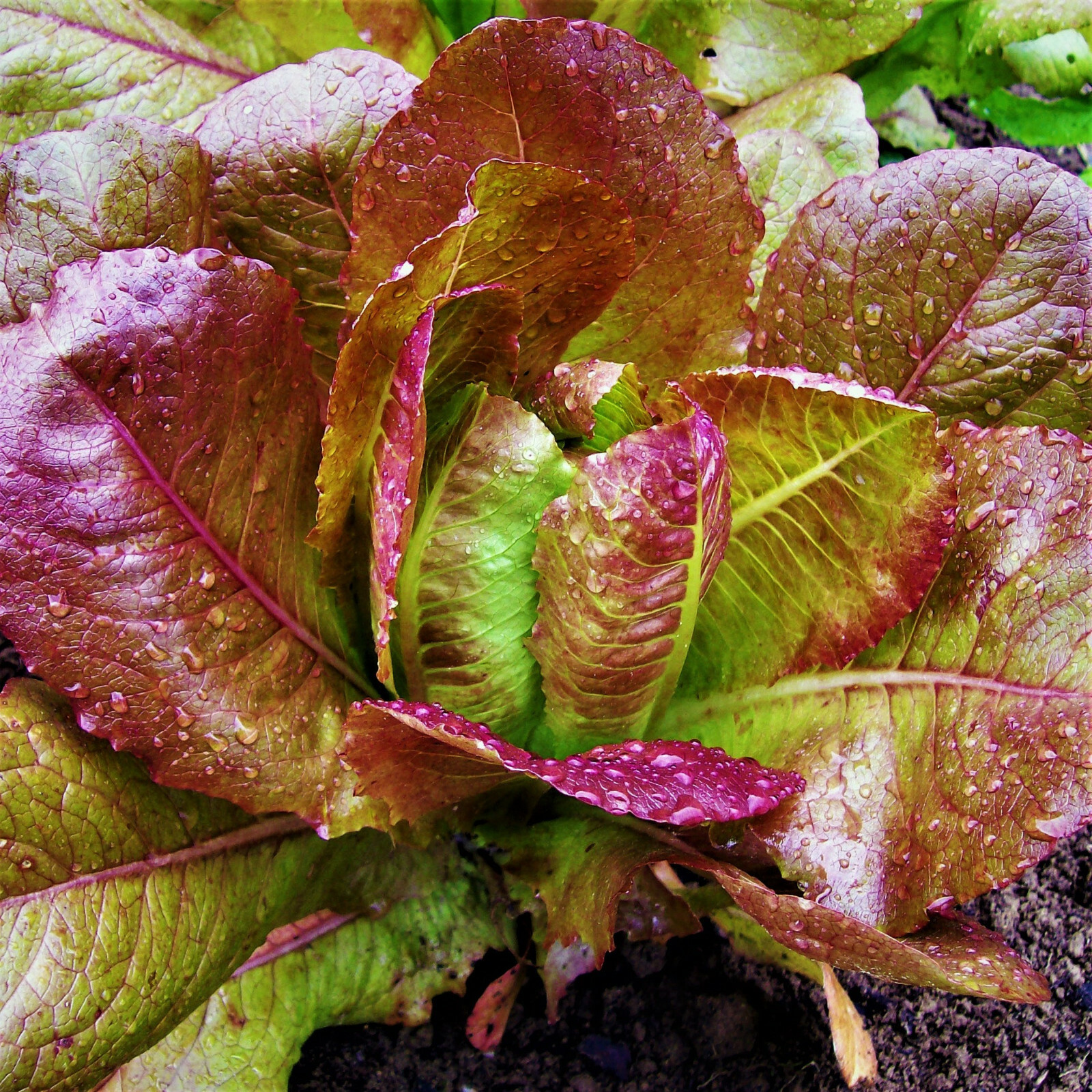 Rouge De Hiver Romaine Lettuce Seeds | Lactuca Sativa Red Leaf Salad Greens 2024