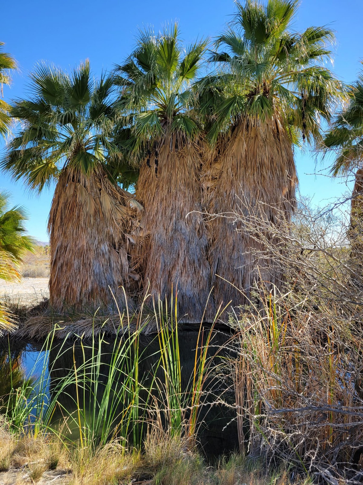 Washingtonia filifera Seeds! Cold-Hardy! California Fan Palm
