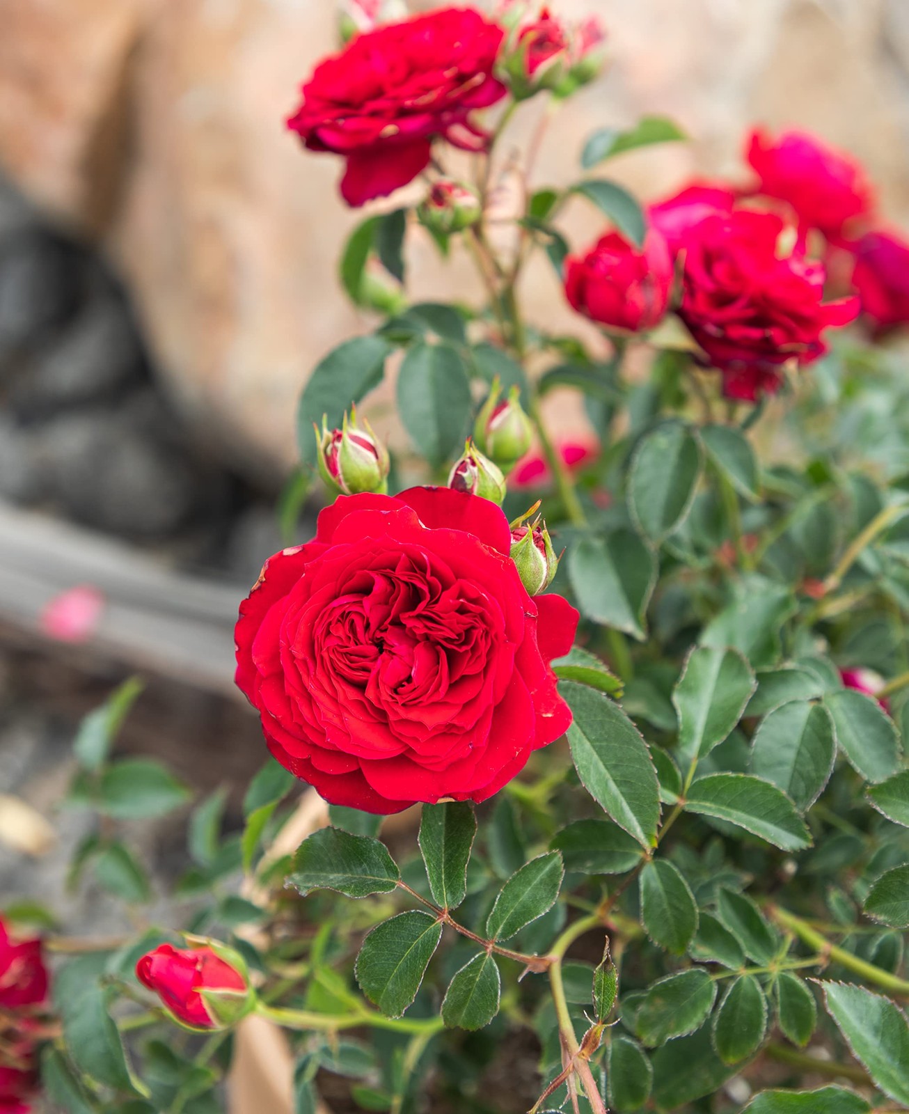 Fresh Roses for Delivery Prime, Red Roses Live Rose Bush Plants, Indoor Rose …