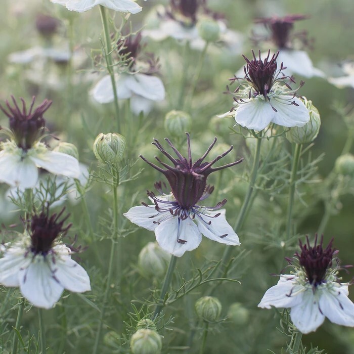 50+ Nigella African Bride seeds