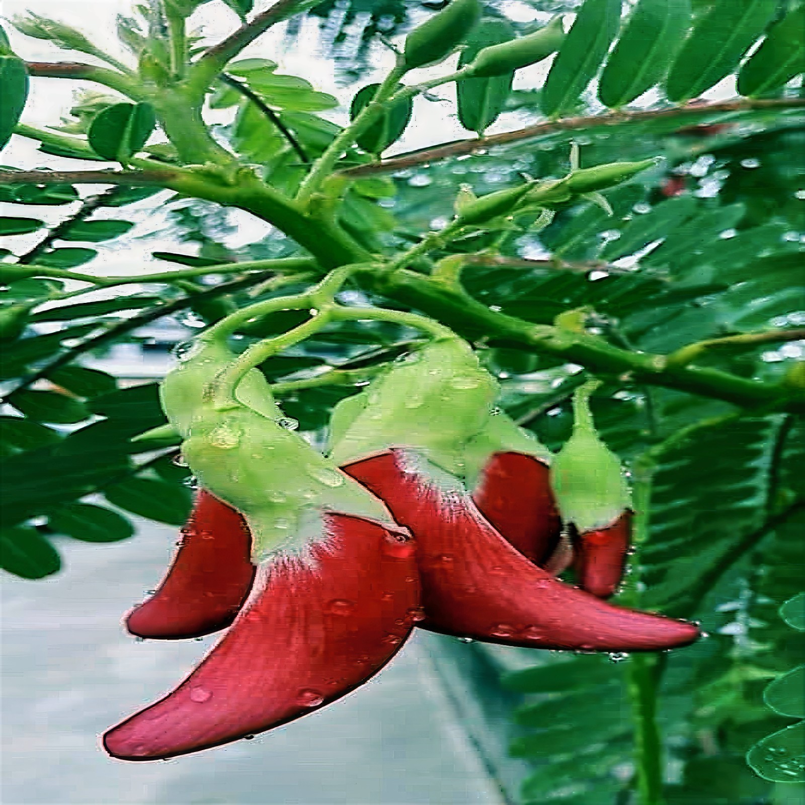 20 Hummingbird Tree Seeds (Sesbania grandiflora) “Agati” Flower Plant Fast RARE