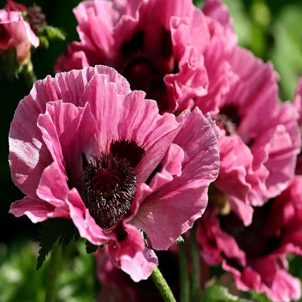 Mixed Colors Oriental Poppy Seeds For Planting Stratified Perennial Fresh Seeds