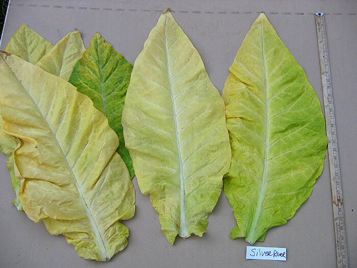 1000 Silver River Tobacco seeds – Nicotiana sp. – Brazilian Strain